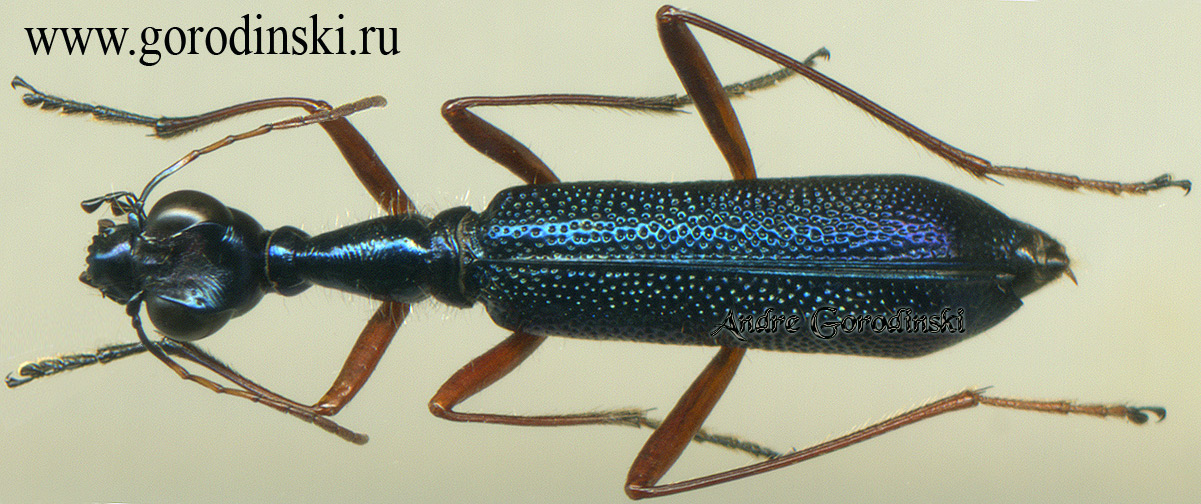 http://www.gorodinski.ru/cicindela/Neocollyris fuscitarsis.jpg